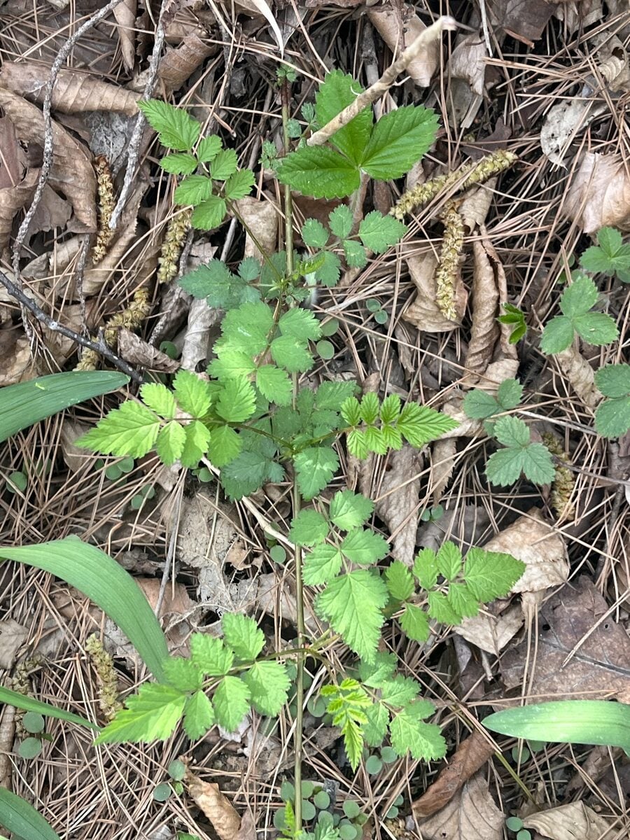 Rubus pungens oldhamii - (Miq.)Maxim.
