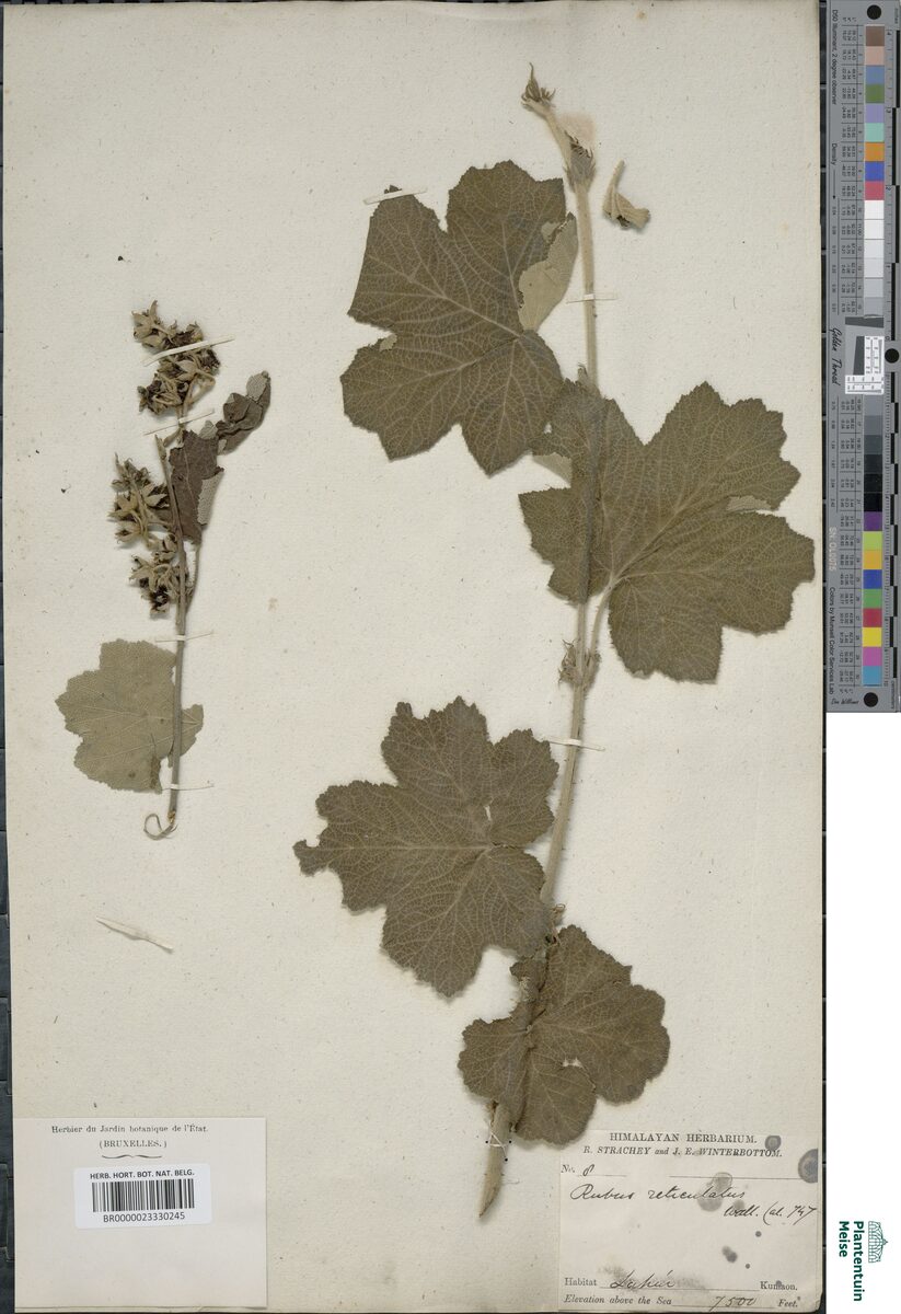 Rubus reticulatus