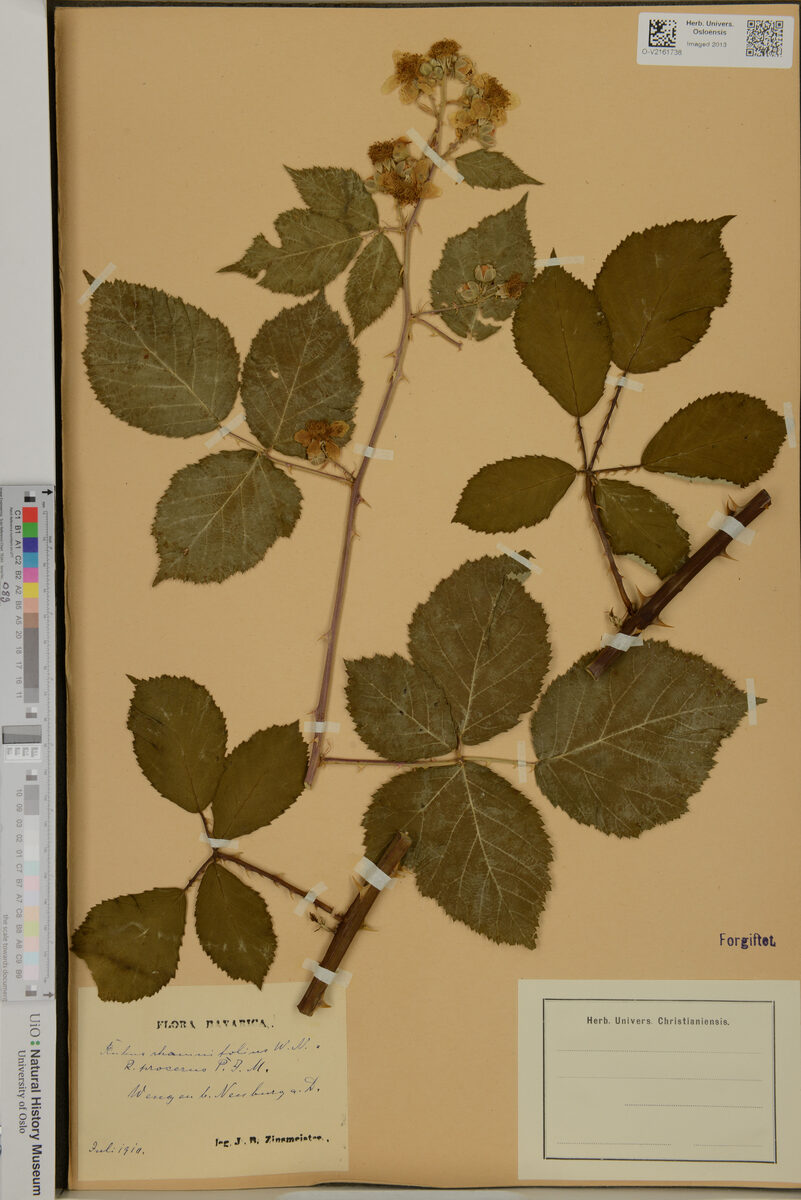 Rubus rhamnifolius — photo