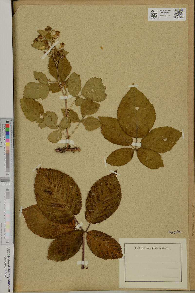 Rubus rhamnifolius — photo