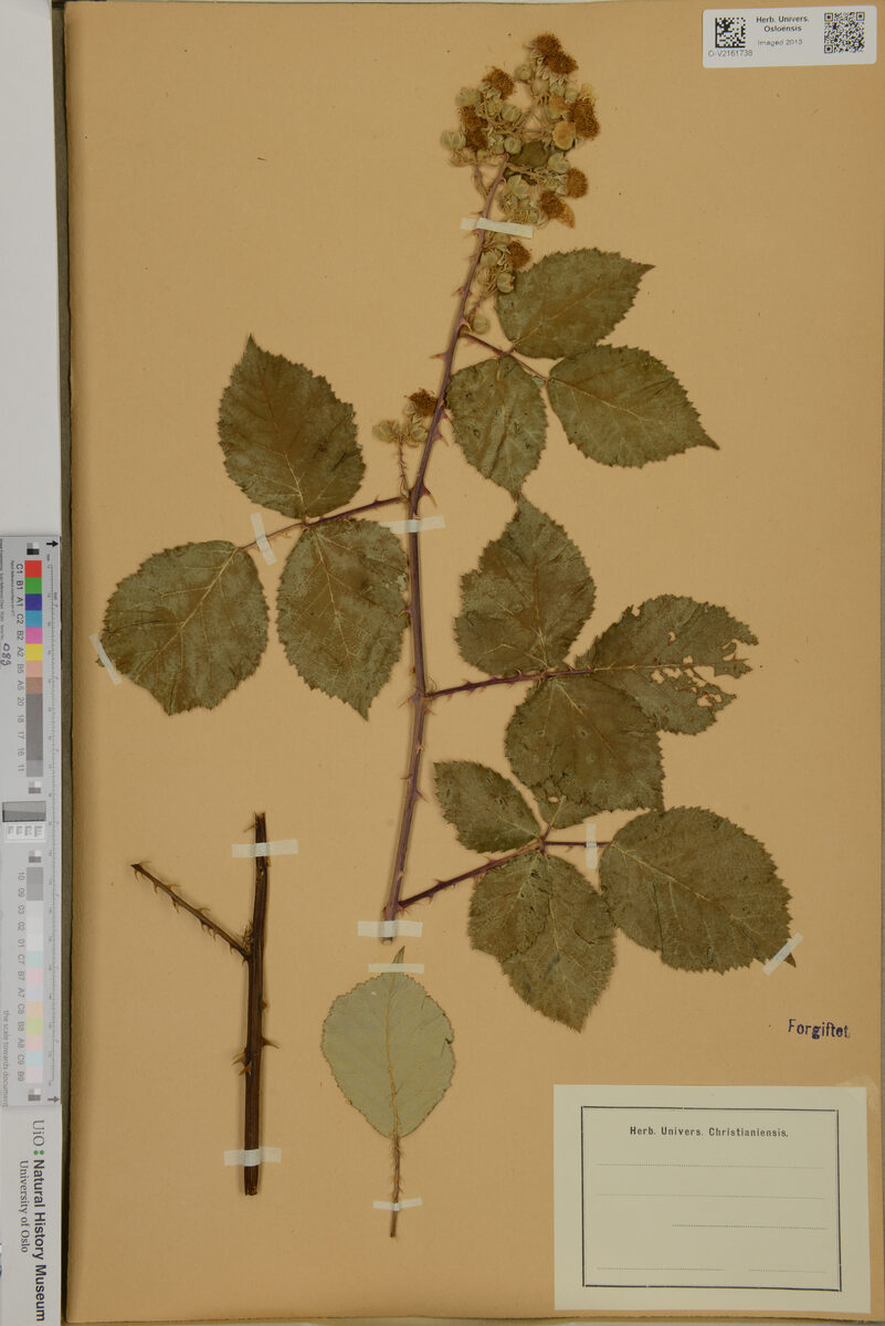 Rubus rhamnifolius