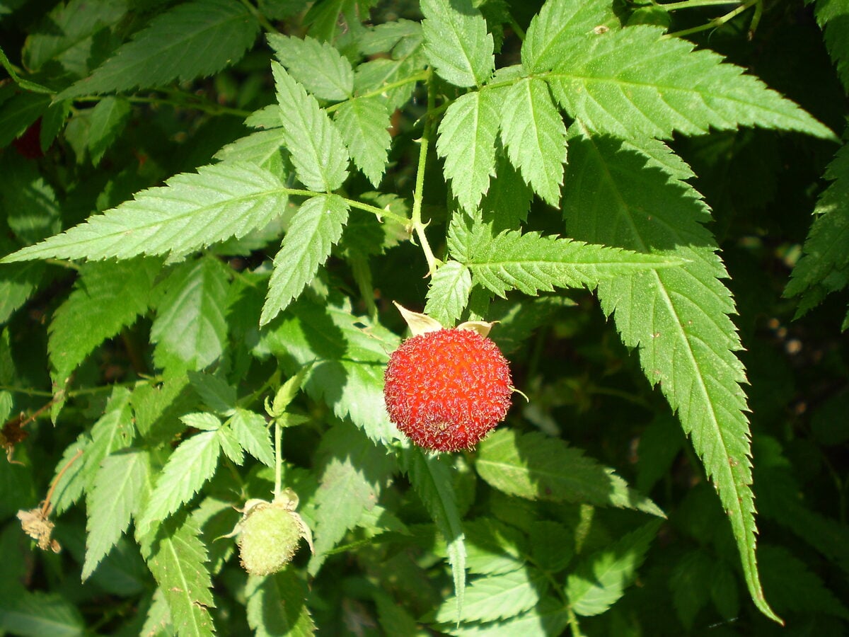Rubus rosifolius (Rose-leaf bramble) — photo