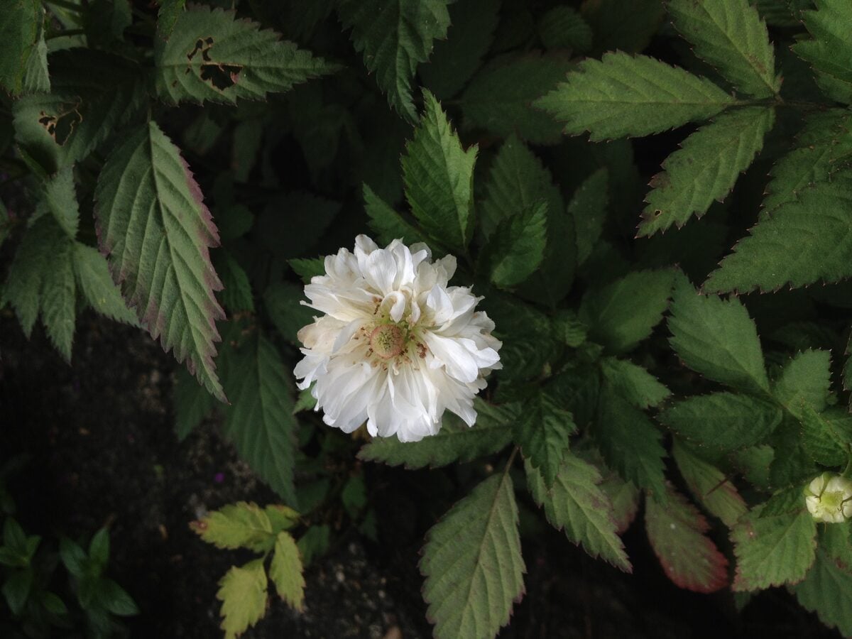 Rubus rosifolius