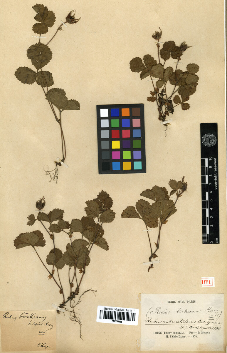 Rubus rubrisetulosus — photo