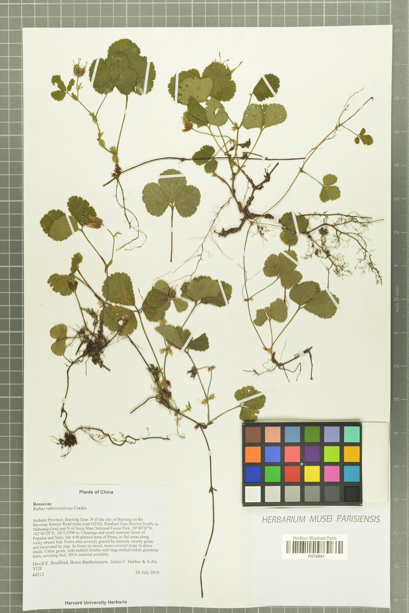 Rubus rubrisetulosus — photo