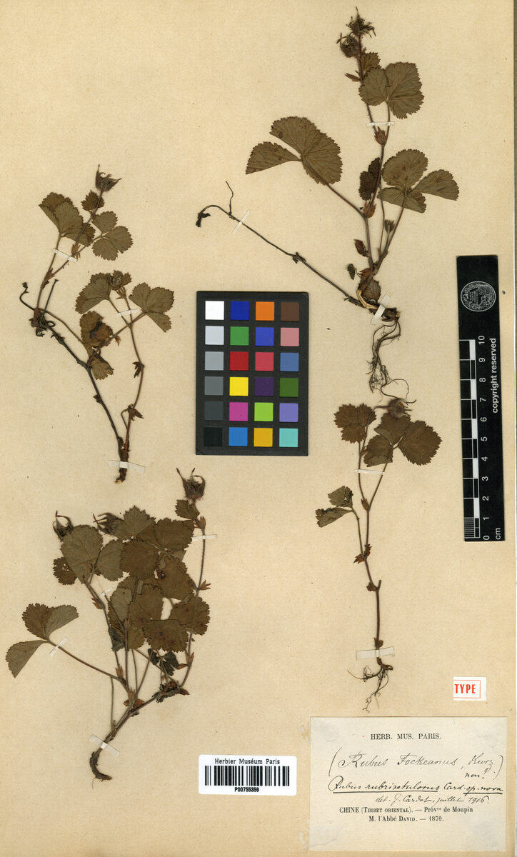 Rubus rubrisetulosus