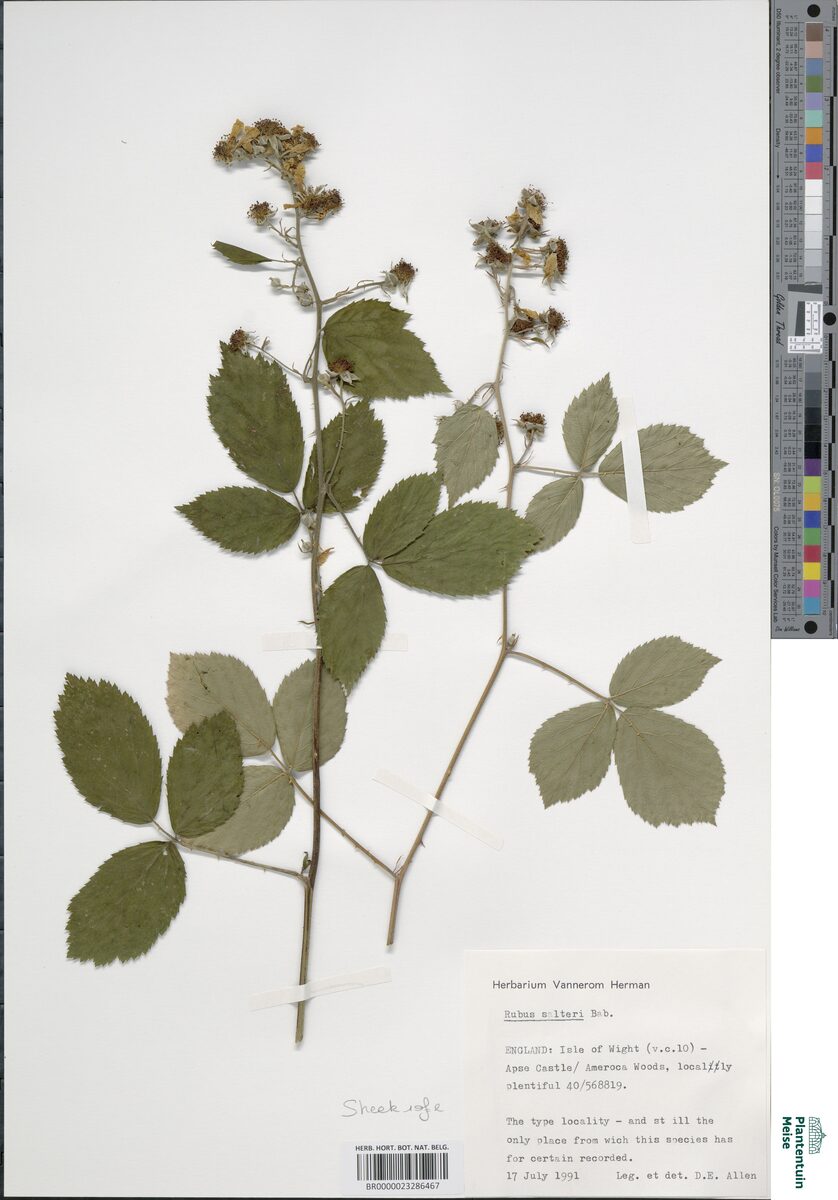 Rubus salteri — photo
