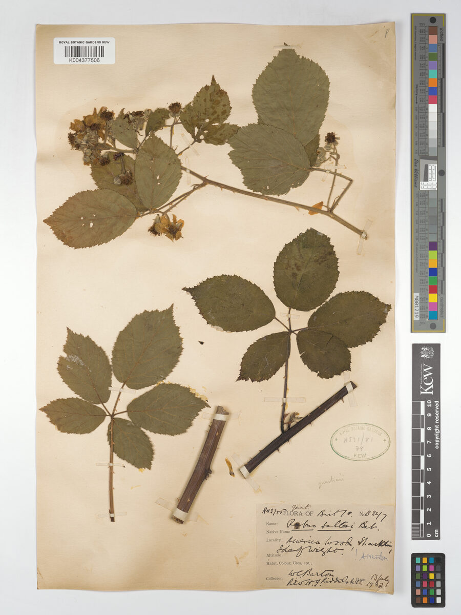 Rubus salteri — photo
