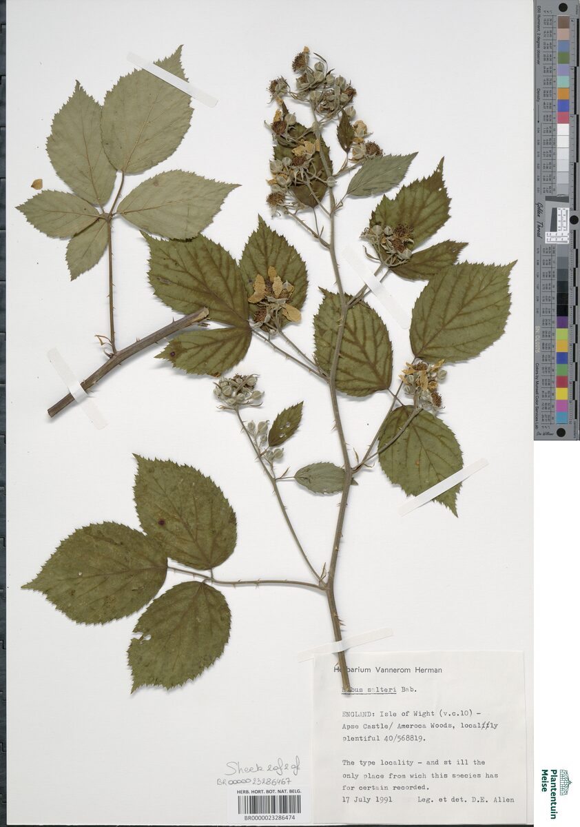 Rubus salteri