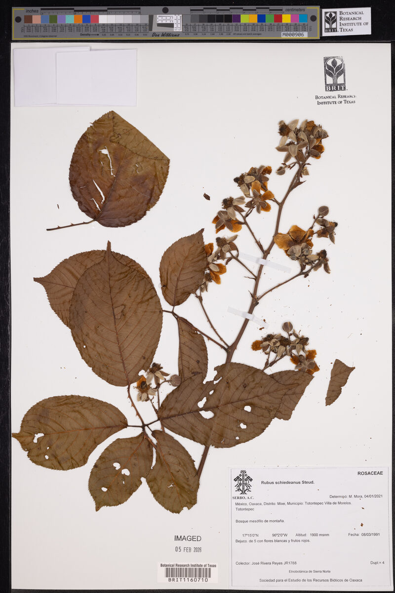 Rubus schiedeanus — photo