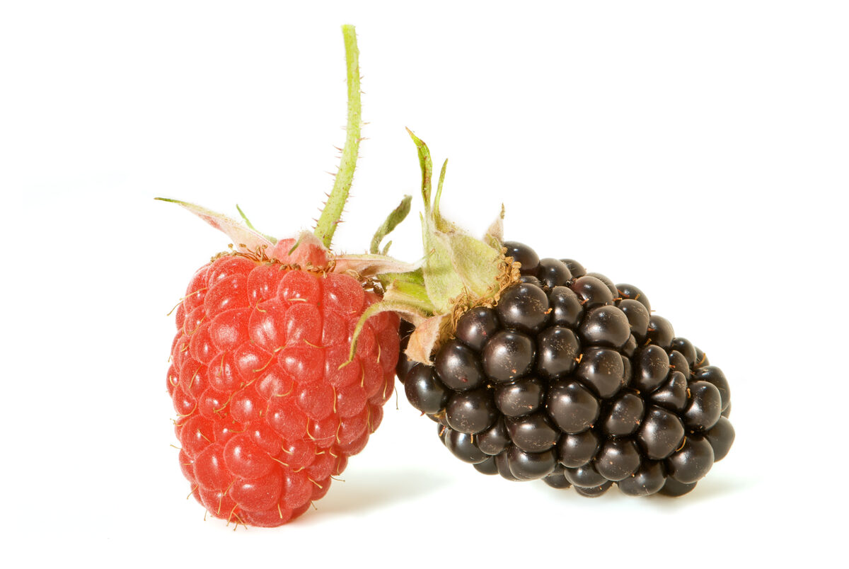 Rubus schiedeanus