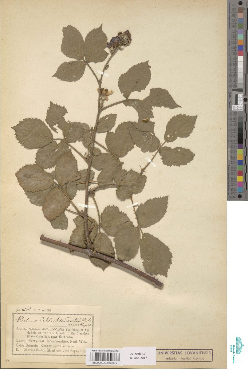 Rubus schlechtendahlii