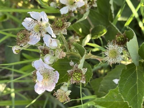 Rubus serissimus (Chesapeake Blackberry) — photo