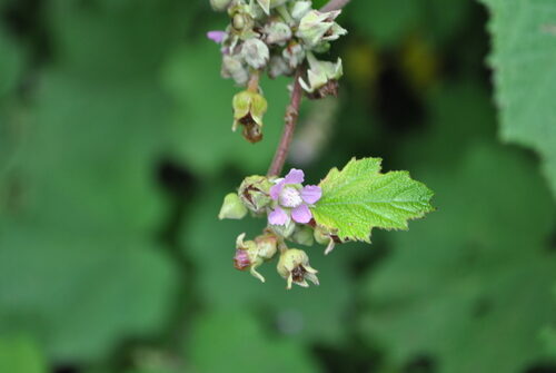Rubus setchuenensis — photo