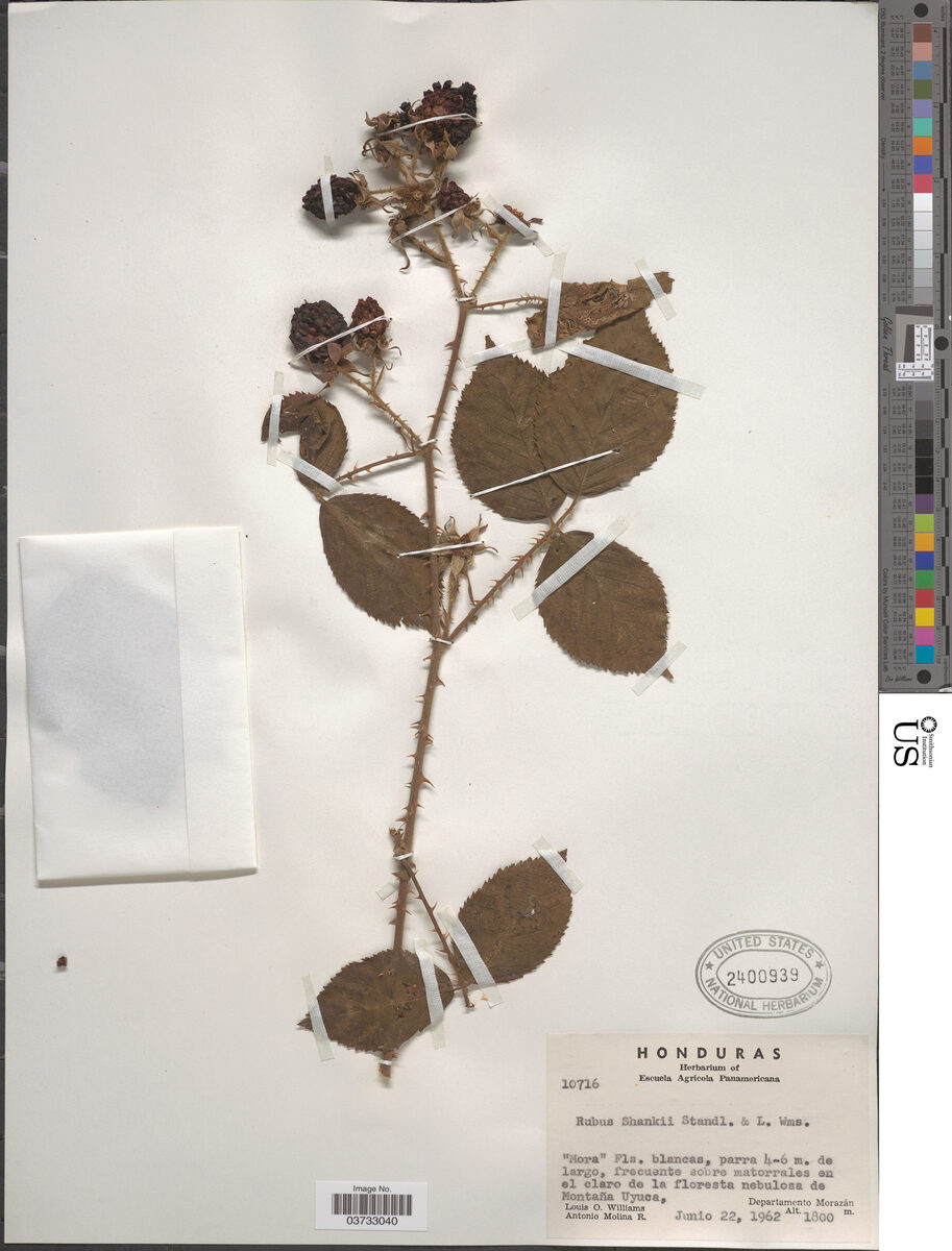 Rubus shankii (Shank's blackberry) — photo