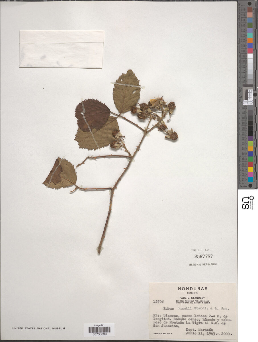 Rubus shankii