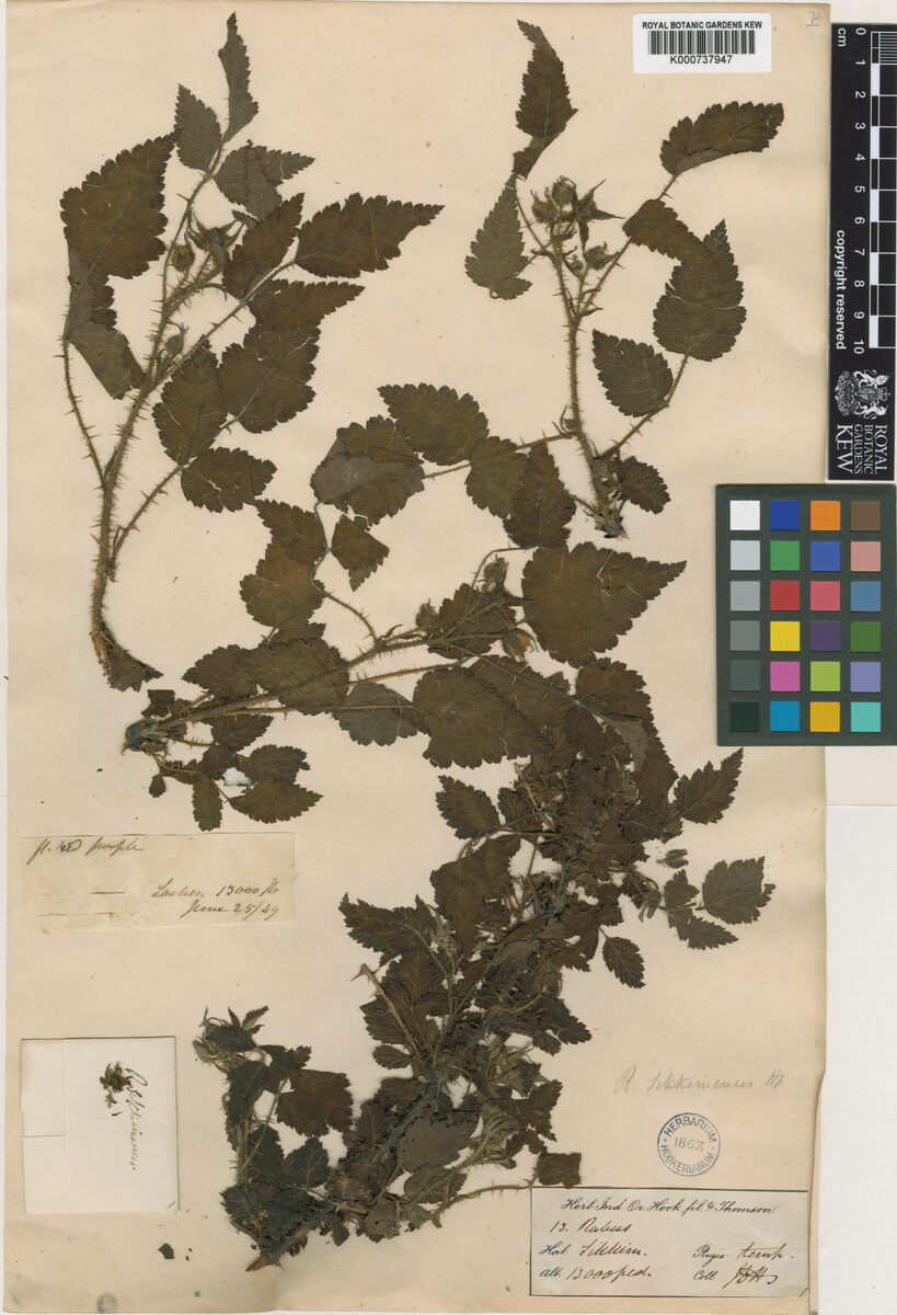 Rubus sikkimensis