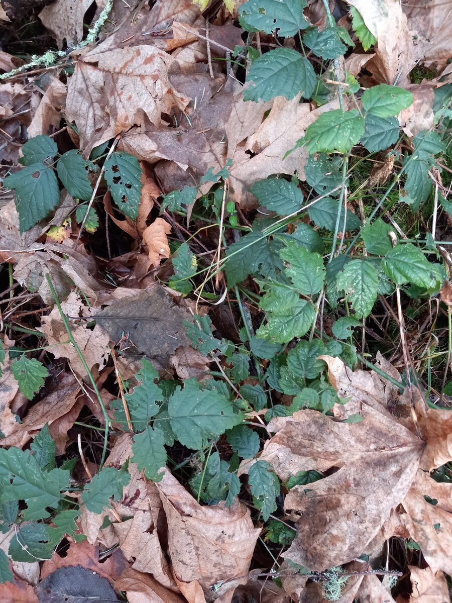 Rubus species - . (Hybrid Berries) — photo