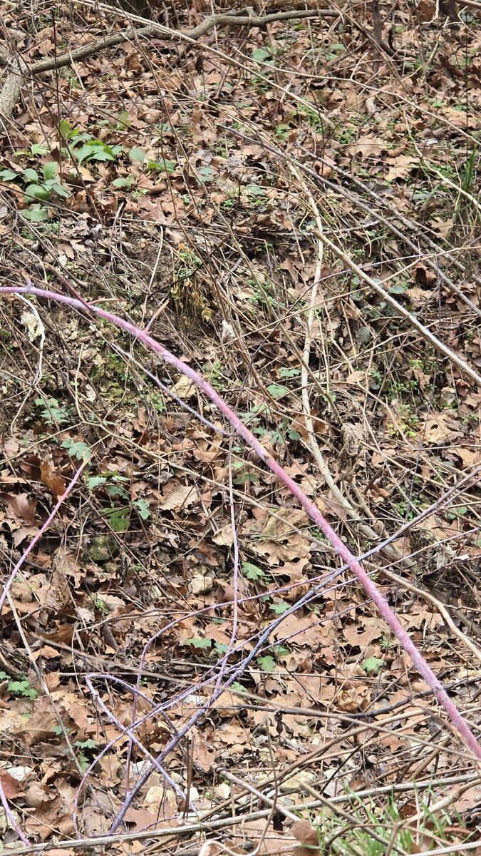 Rubus species - .