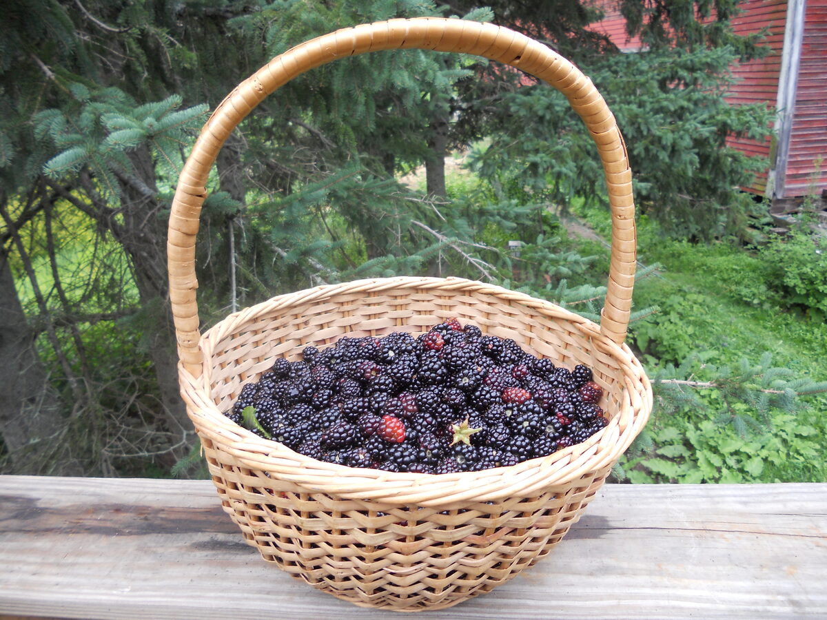 Rubus spp. (hybrids) (Youngberry) — photo