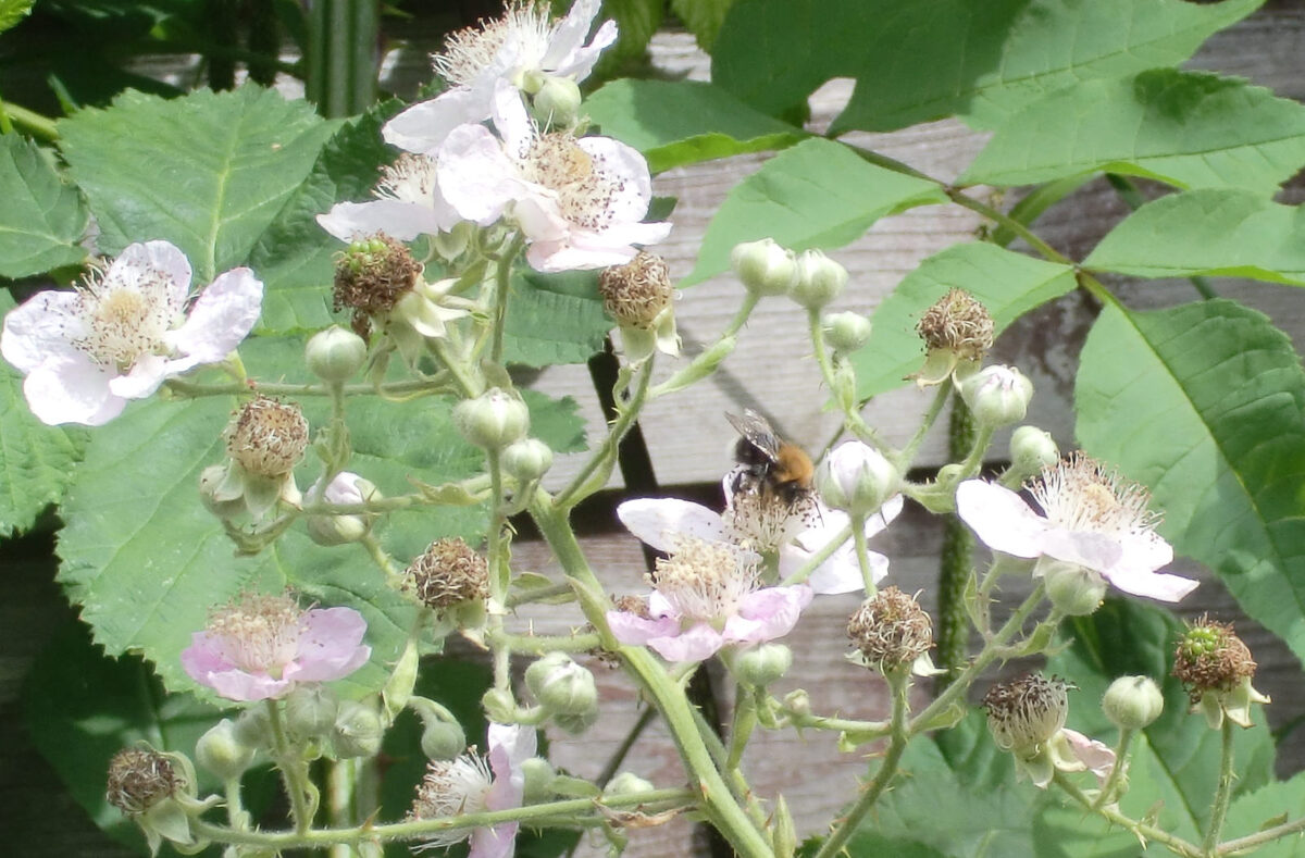 Rubus spp. (hybrids) (Youngberry) — photo