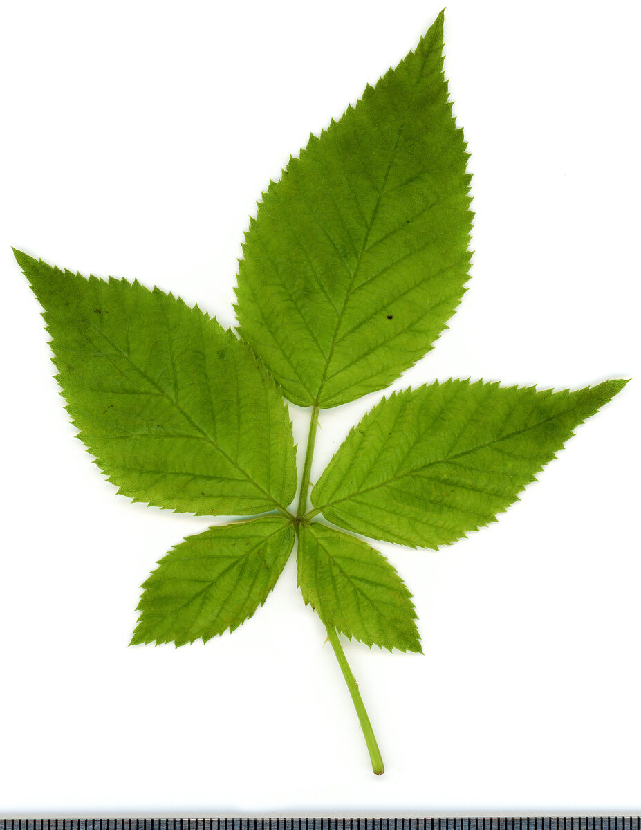 Rubus spp. (hybrids)