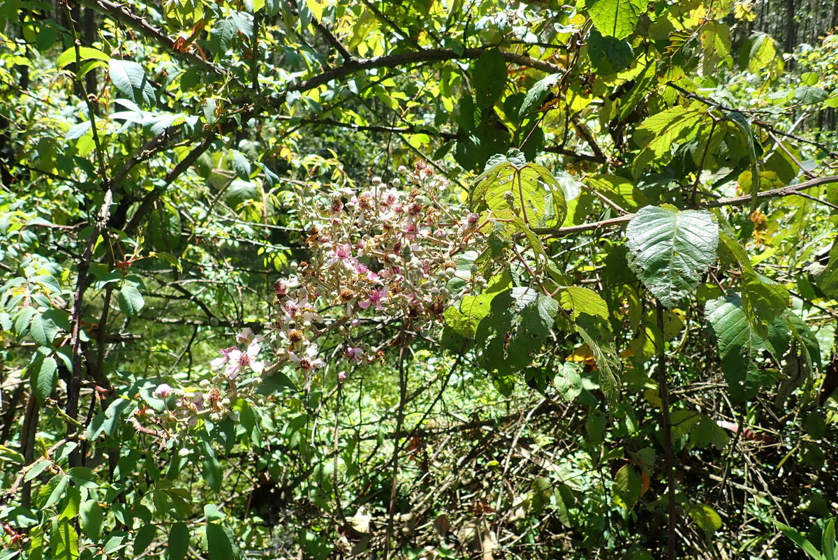 Rubus steudneri — photo
