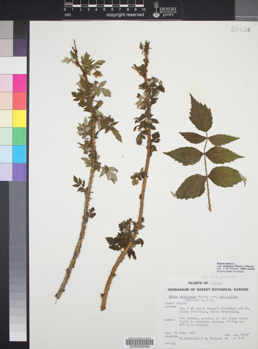 Rubus strigosus var. arizonicus (Arizona dewberry) — photo