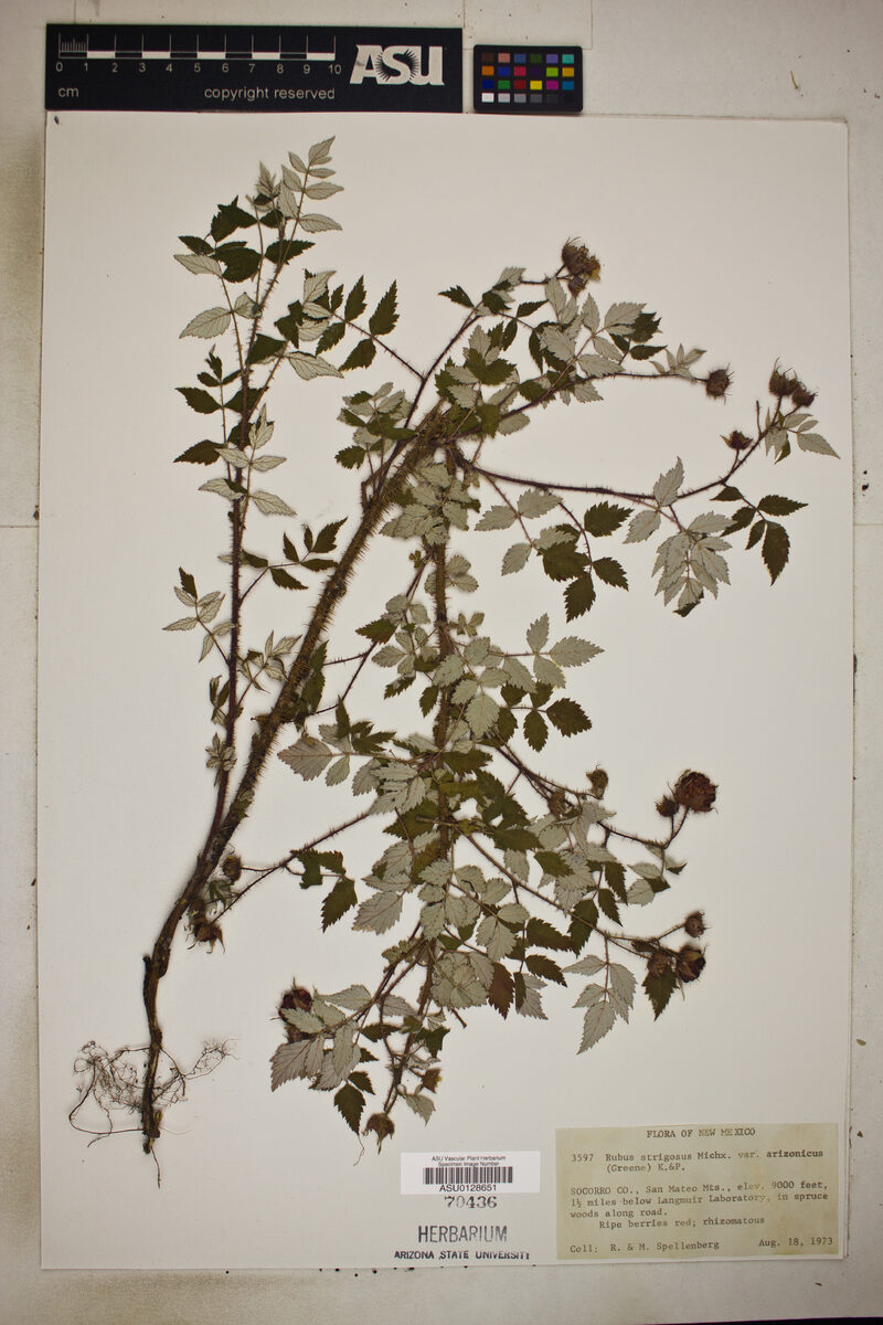 Rubus strigosus var. arizonicus (Arizona dewberry) — photo