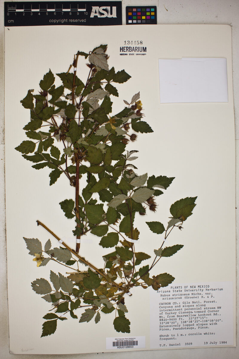 Rubus strigosus var. arizonicus