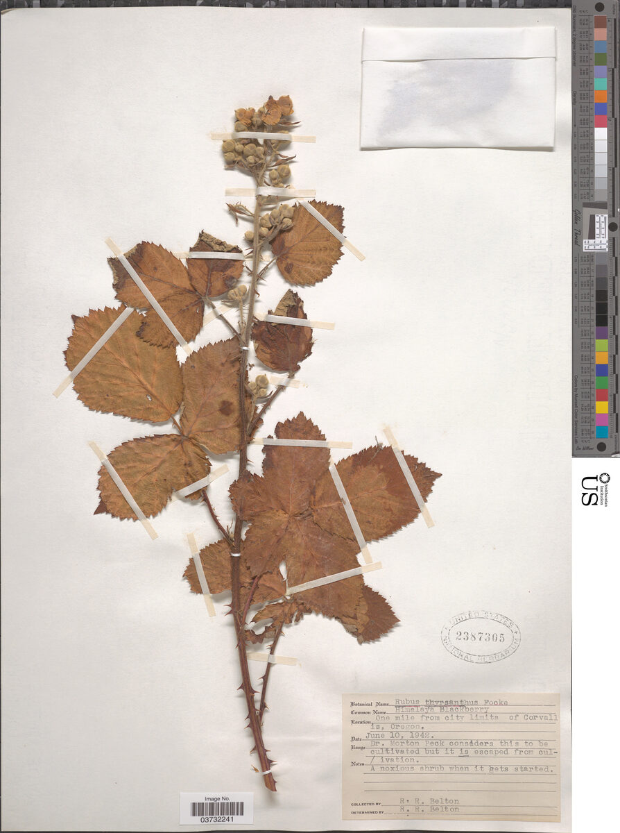 Rubus thyrsanthus — photo
