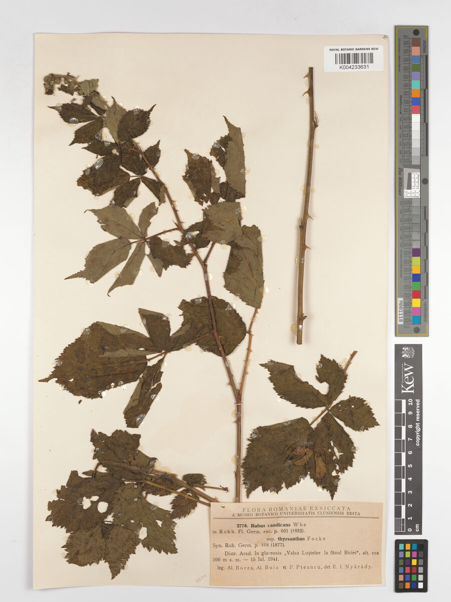 Rubus thyrsanthus — photo