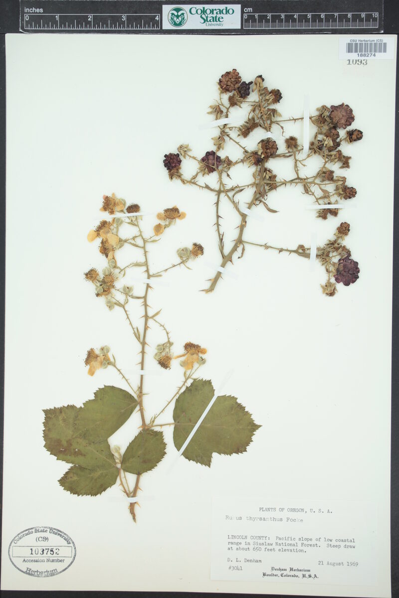 Rubus thyrsanthus