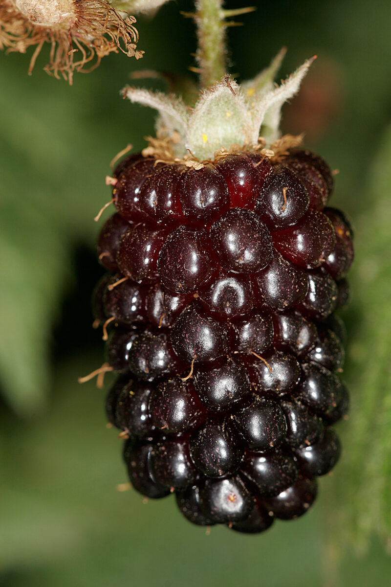 Rubus ursinus (California blackberry) — photo