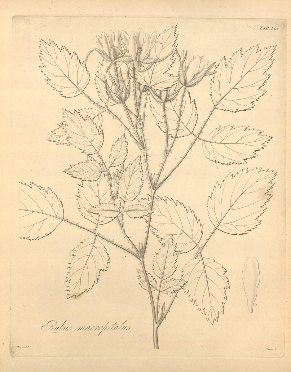 Rubus ursinus (California blackberry) — photo