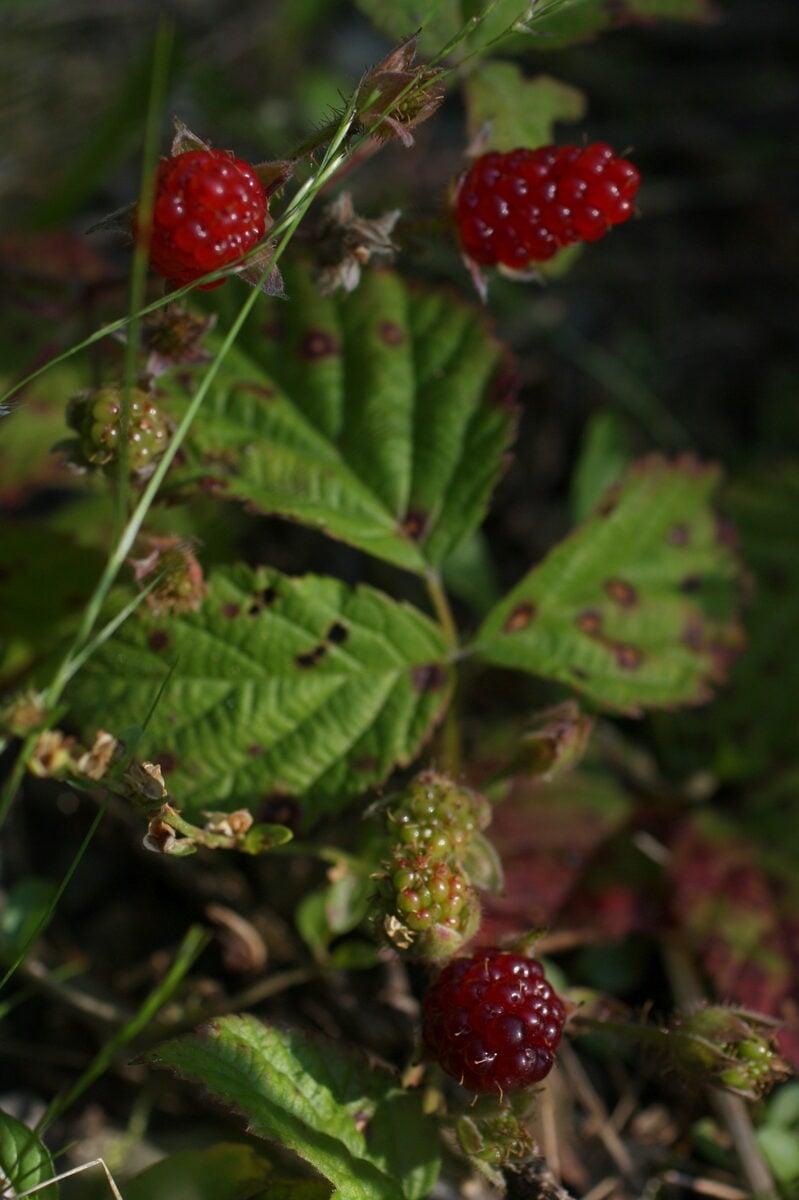 Rubus ursinus