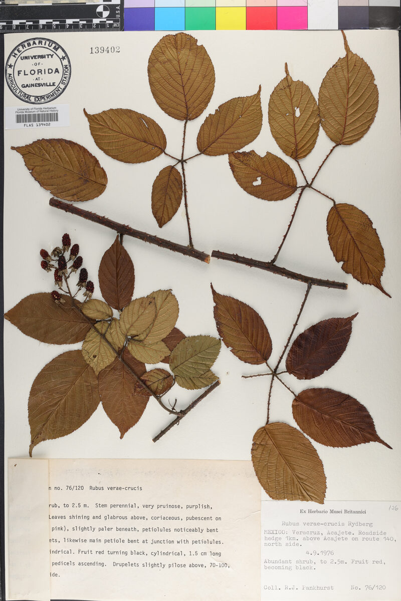 Rubus verae-crucis — photo