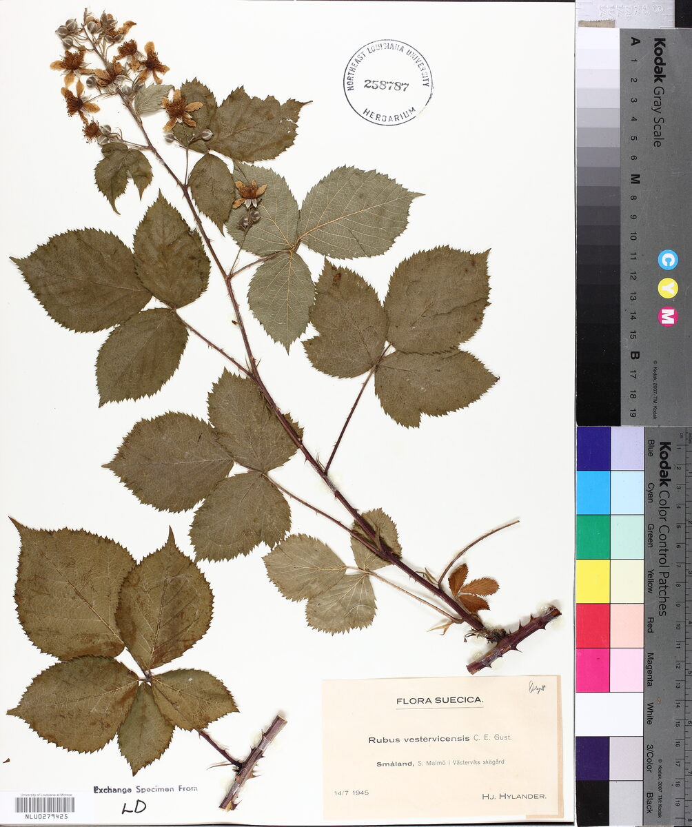 Rubus vestervicensis