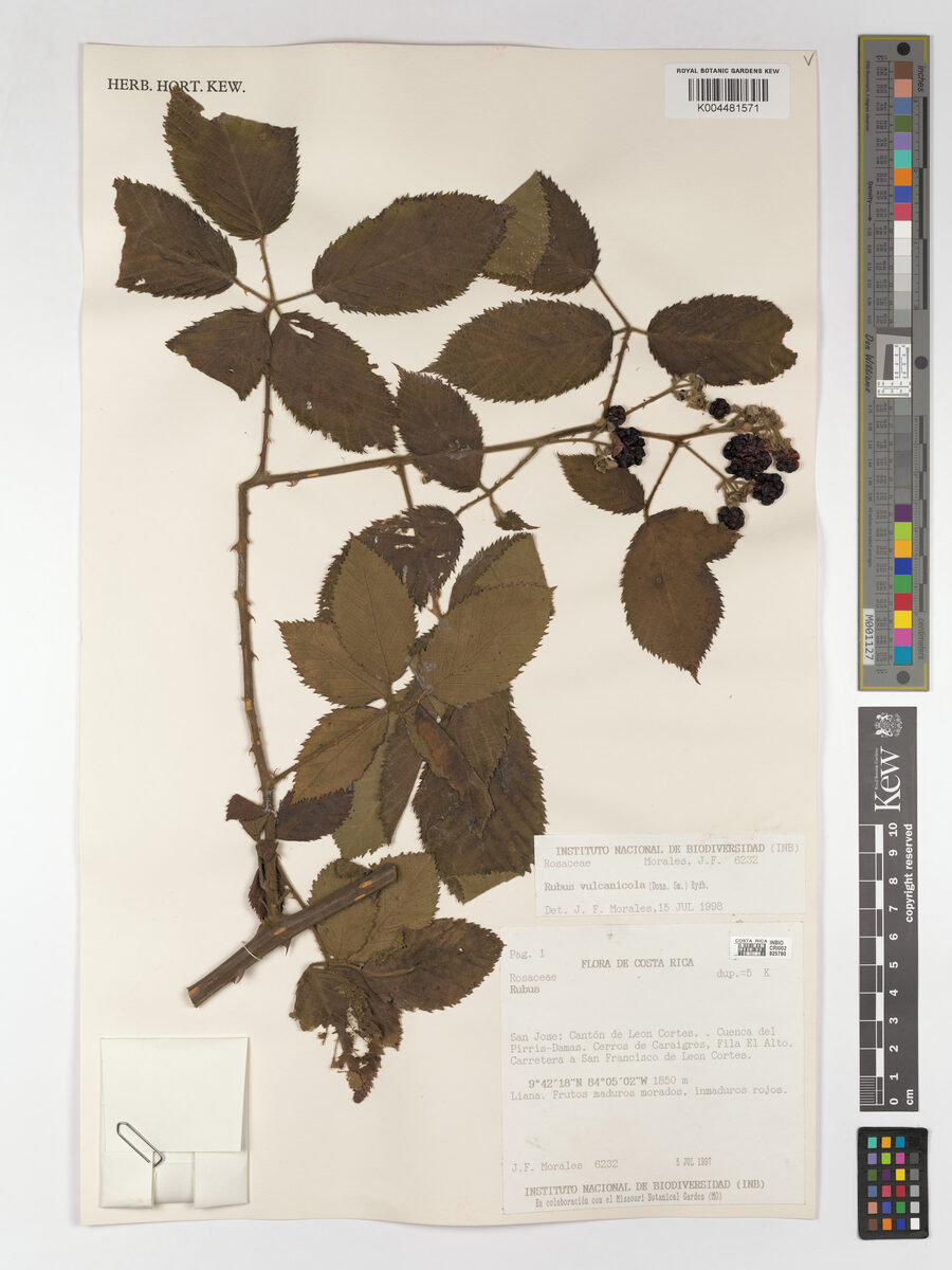 Rubus vulcanicola — photo