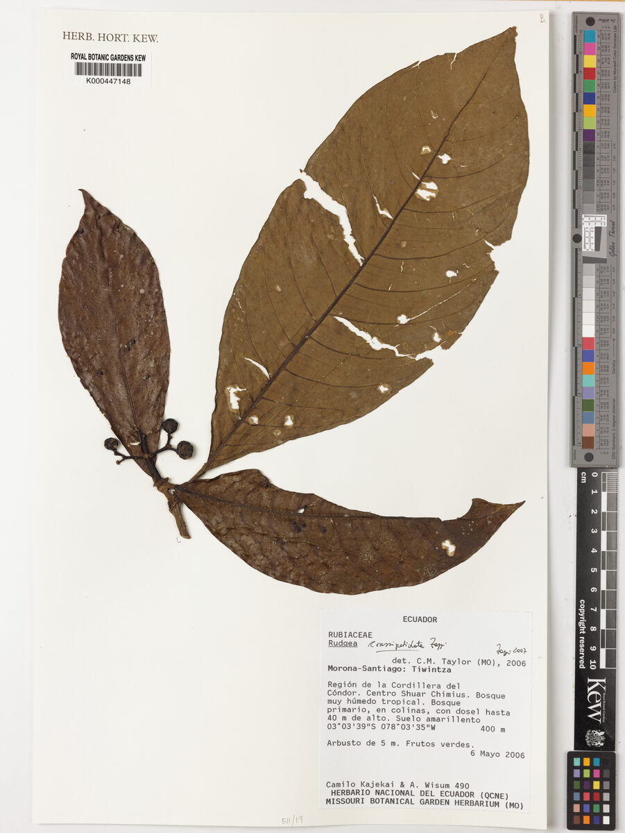 Rudgea crassipetiolata (Fleshy petiole rudgea) — photo