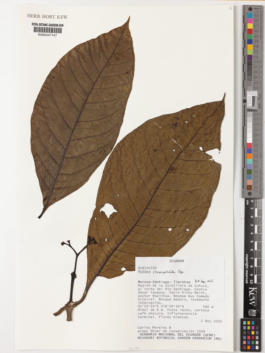 Rudgea crassipetiolata (Fleshy petiole rudgea) — photo
