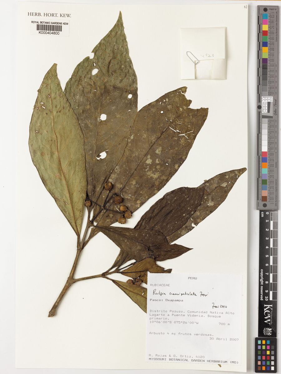Rudgea crassipetiolata
