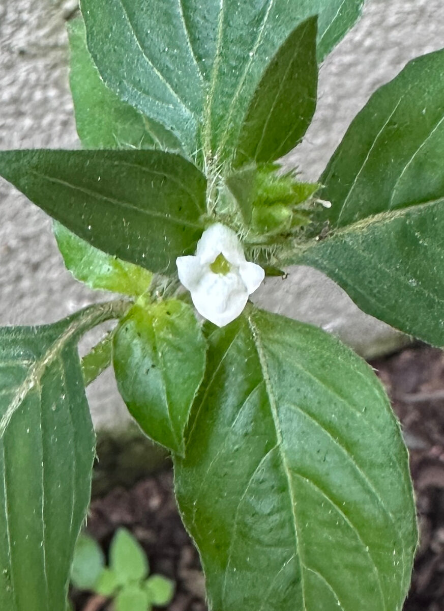 Ruellia acaulis — photo