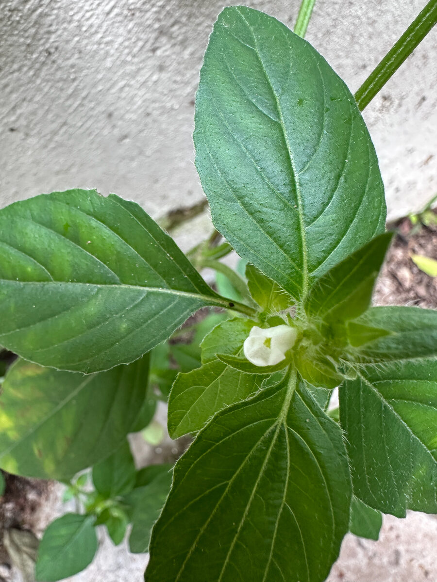 Ruellia acaulis