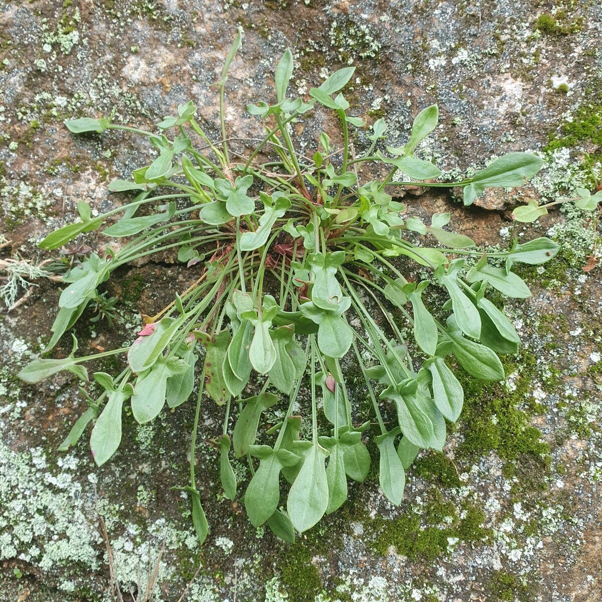 Rumex acetosella subsp. angiocarpus (Sheep sorrel) — photo