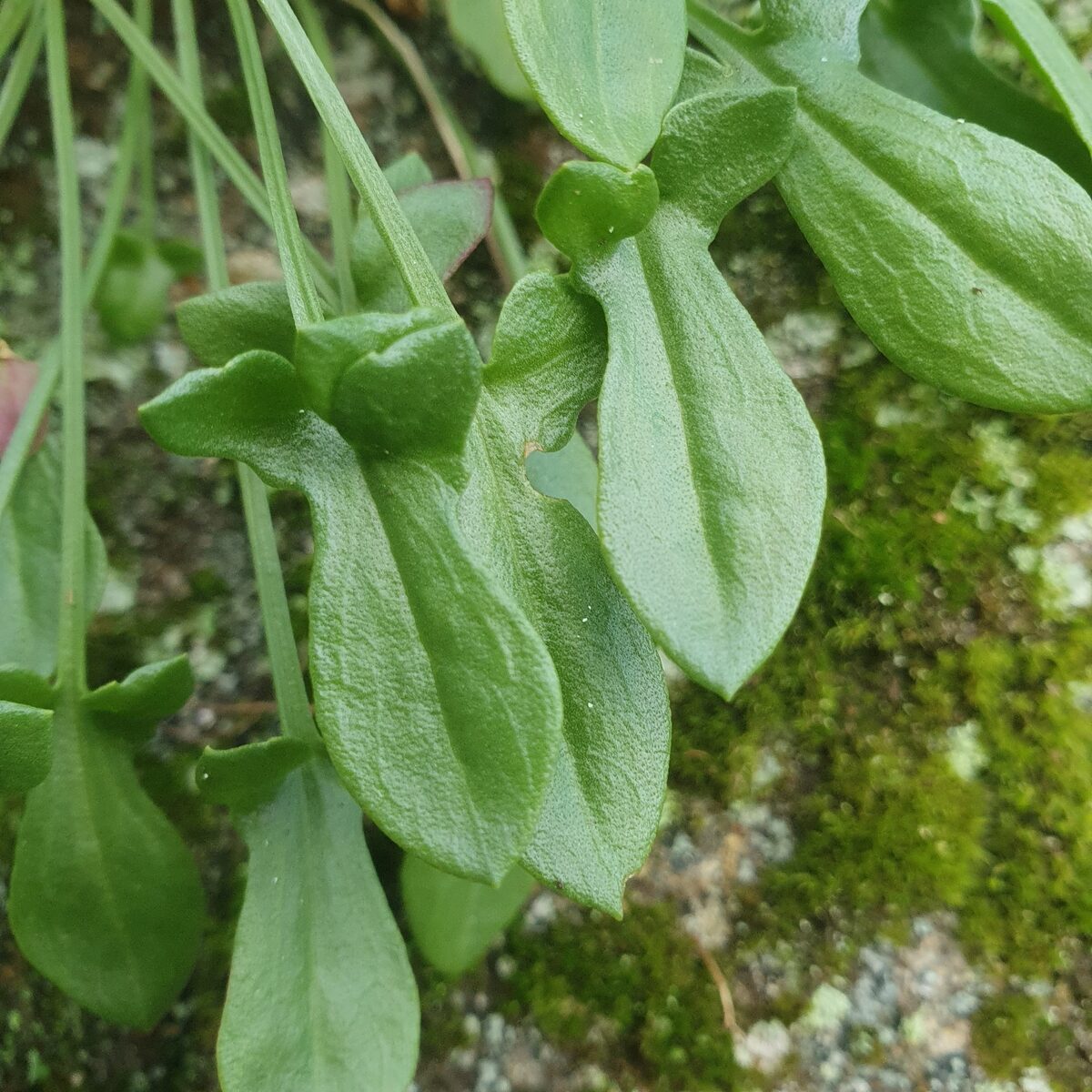 Rumex acetosella subsp. angiocarpus (Sheep sorrel) — photo