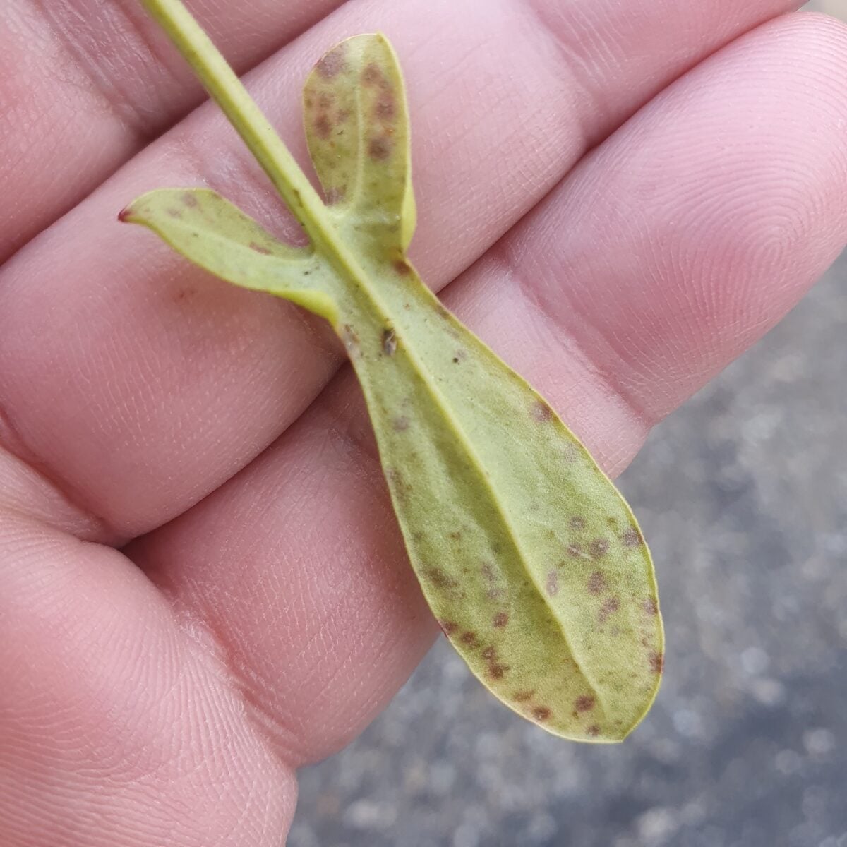 Polygonaceae