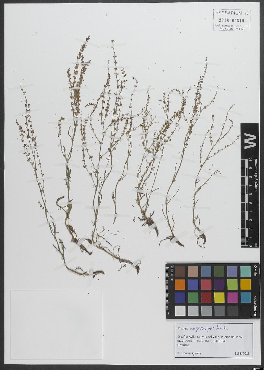 Rumex angiocarpus (Common sheep sorrel) — photo