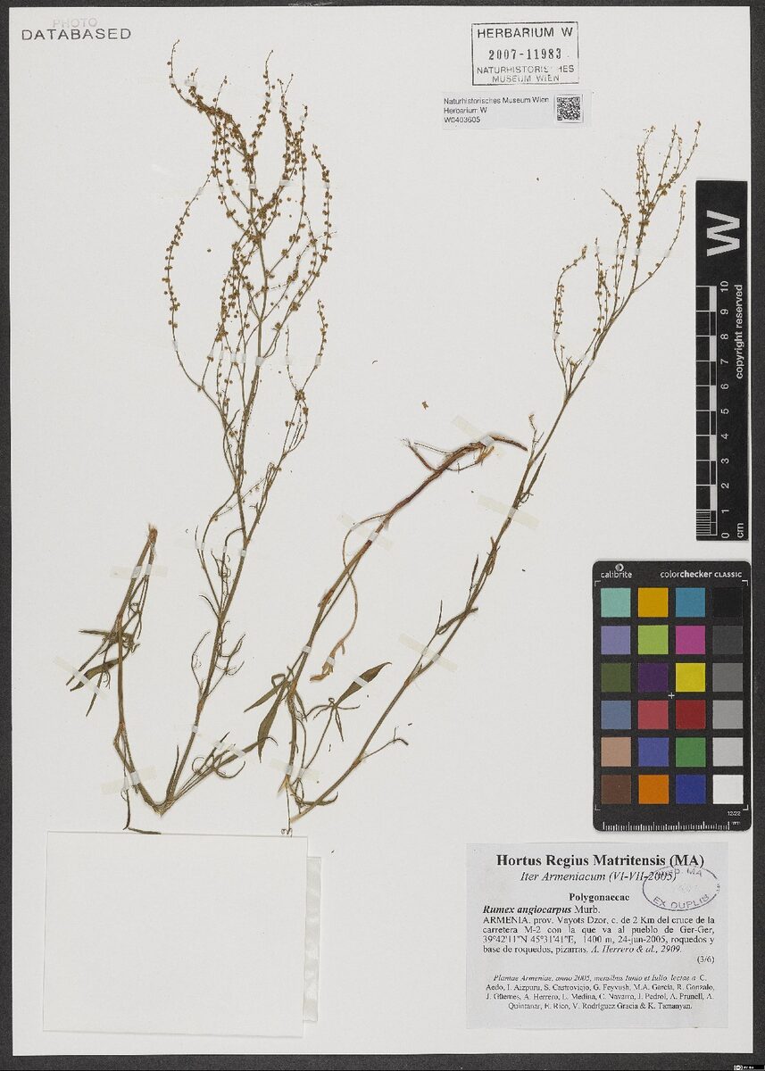 Rumex angiocarpus (Common sheep sorrel) — photo
