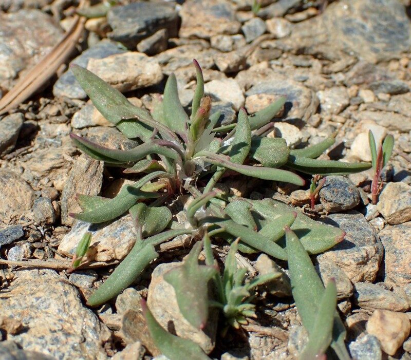 Rumex angiocarpus